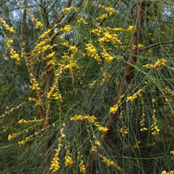 Viminaria juncea (Golden Spray / Native Wattle)