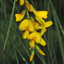 Viminaria juncea (Golden Spray / Native Wattle)