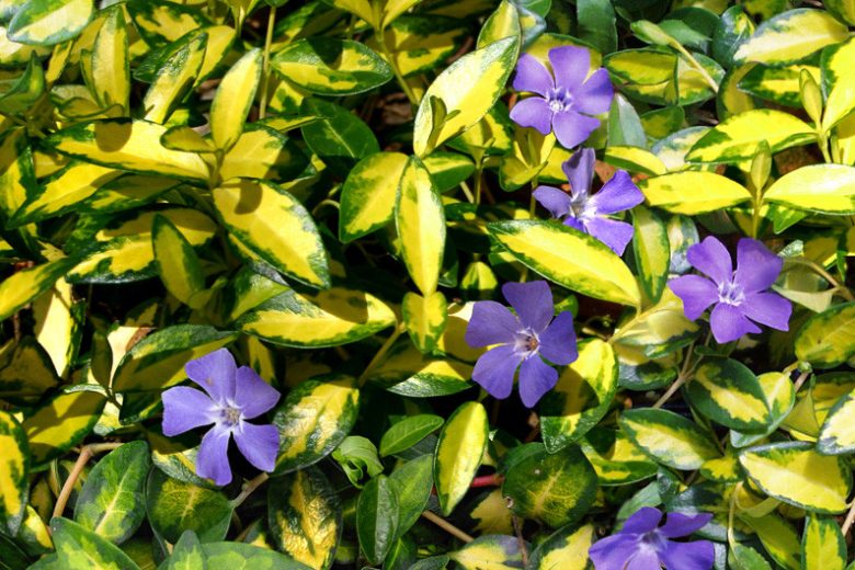Vinca spp. ‘Illusion’ (Periwinkle)