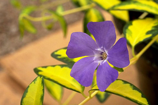 Vinca spp. ‘Illusion’ (Periwinkle)