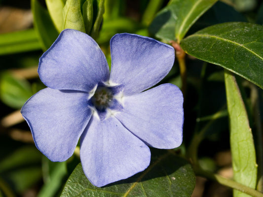 Vinca Minor (Blue Periwinkle)