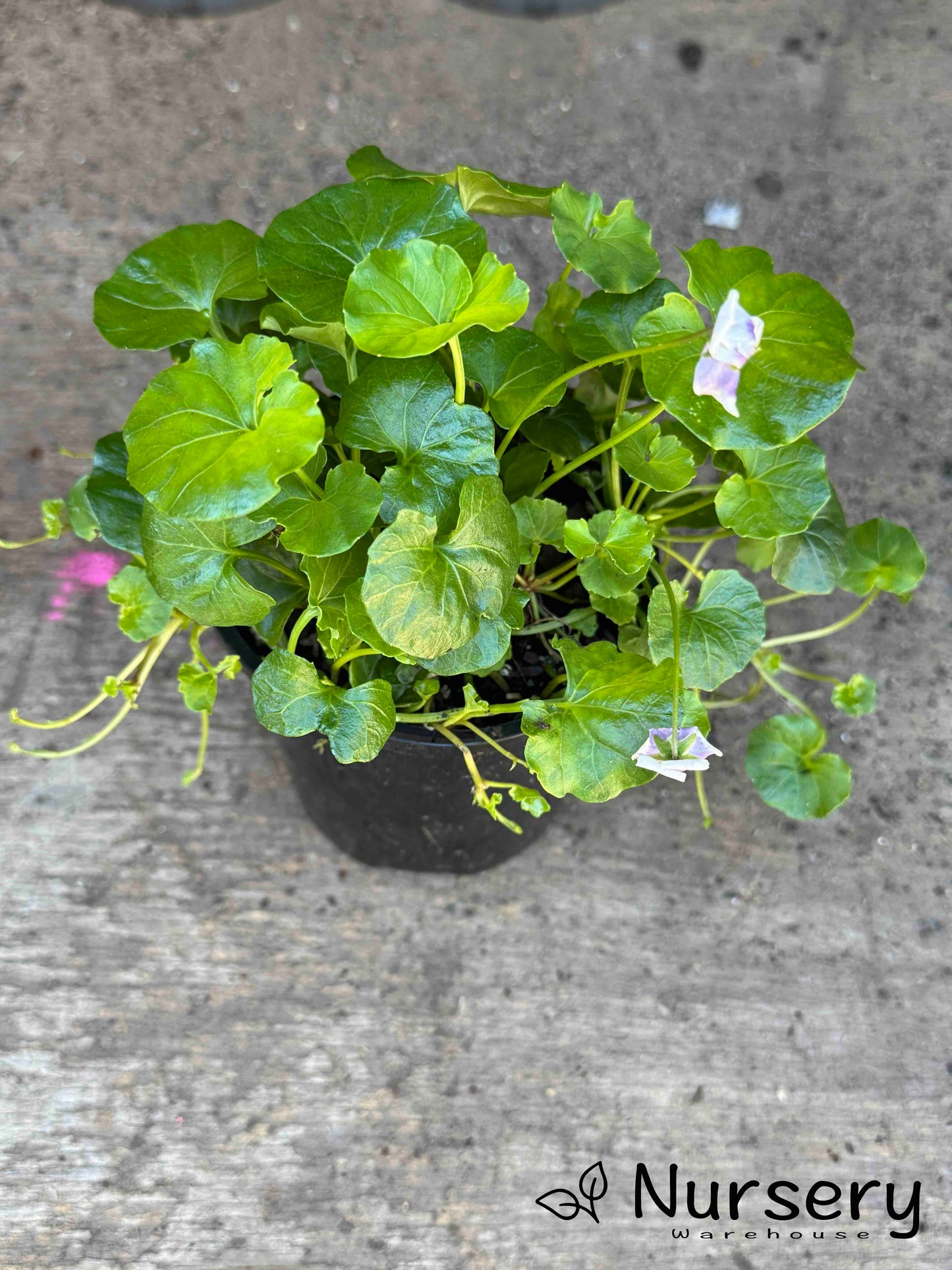 Viola Hederacea
