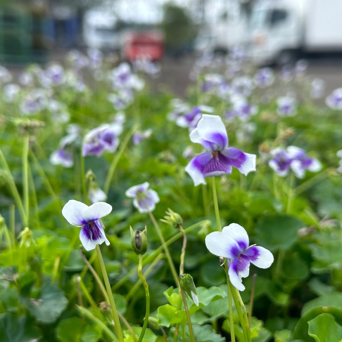 Viola Banksii 'Aussie Carpet' (Australian Native Violet)
