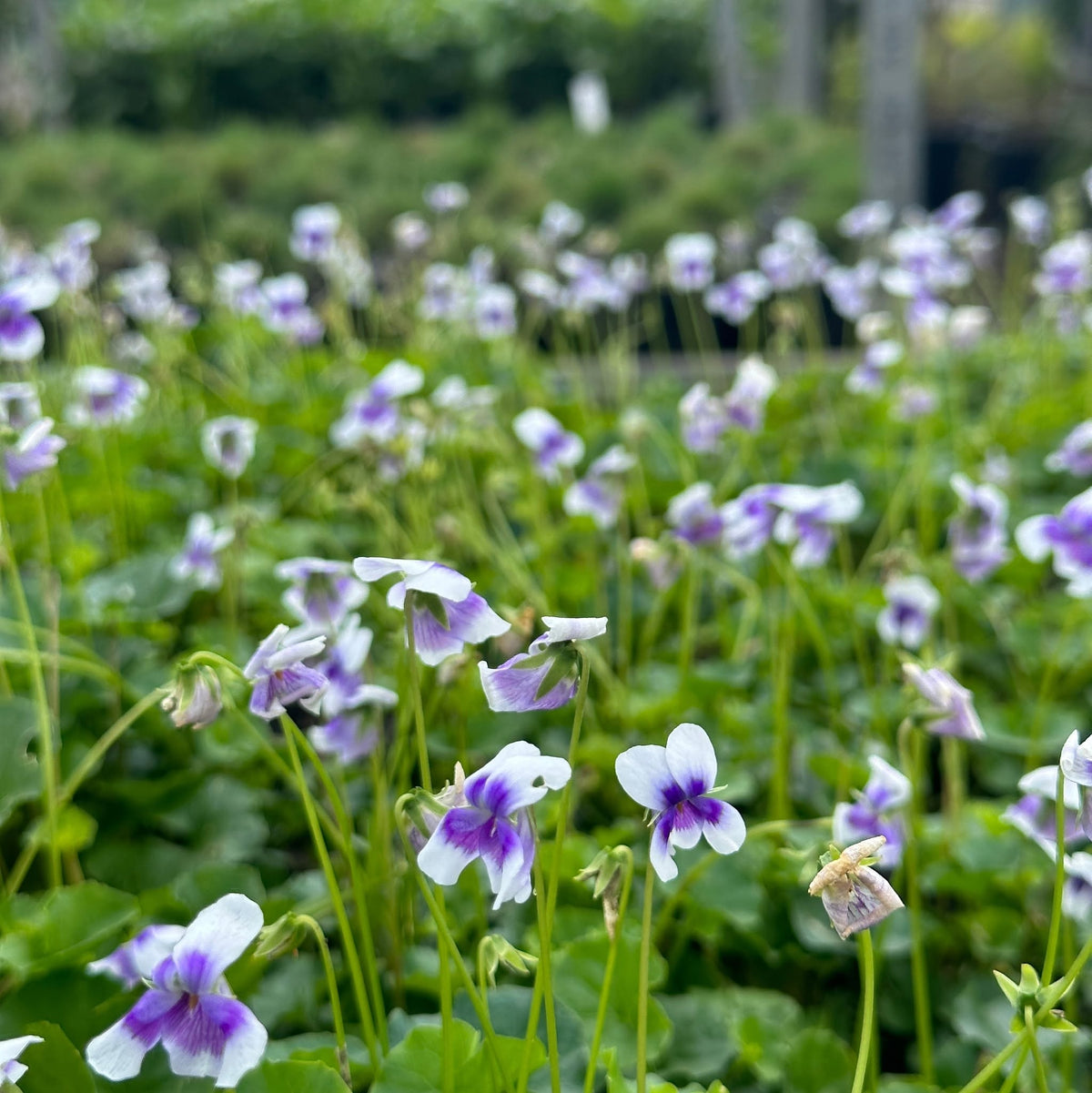 Viola Banksii 'Aussie Carpet' (Australian Native Violet)