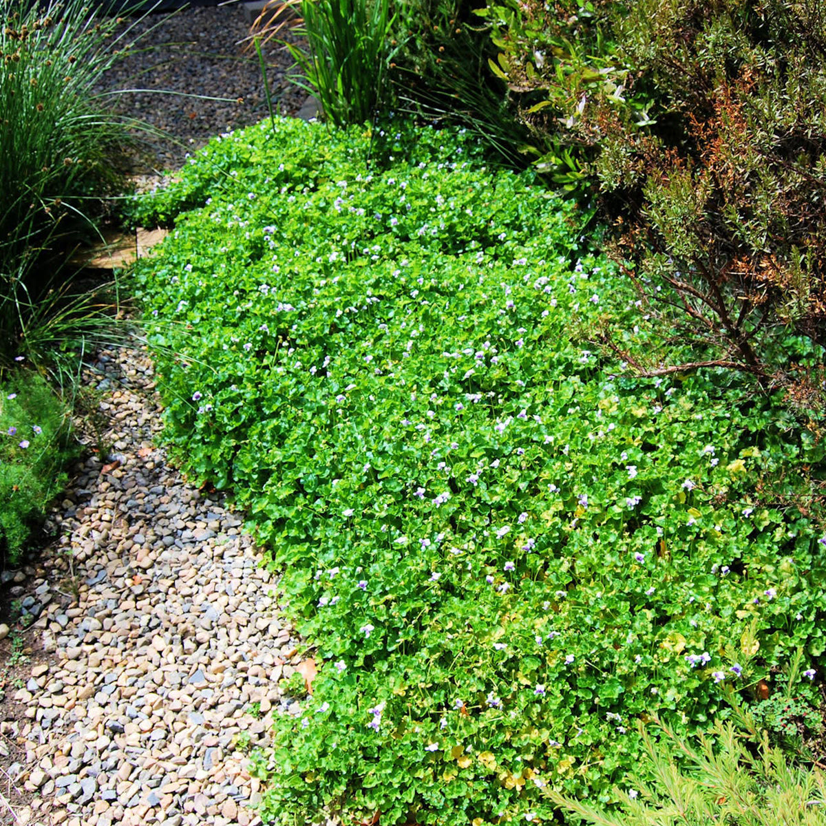 Viola Banksii 'Aussie Carpet' (Australian Native Violet)