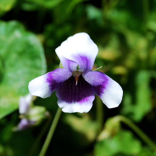 Viola Banksii 'Aussie Carpet' (Australian Native Violet)