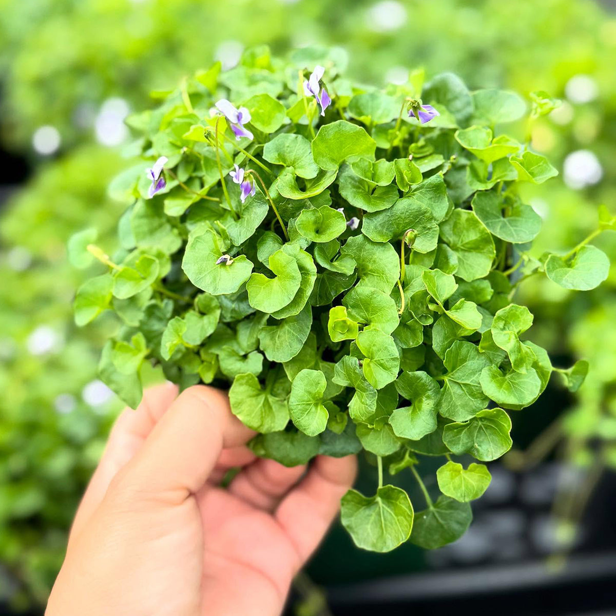 Viola Banksii 'Aussie Carpet' (Australian Native Violet)