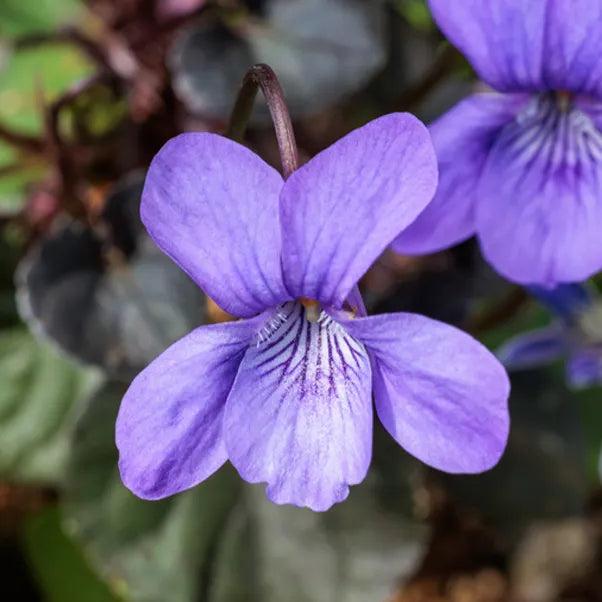 Viola Labradorica (Labrador Violet)