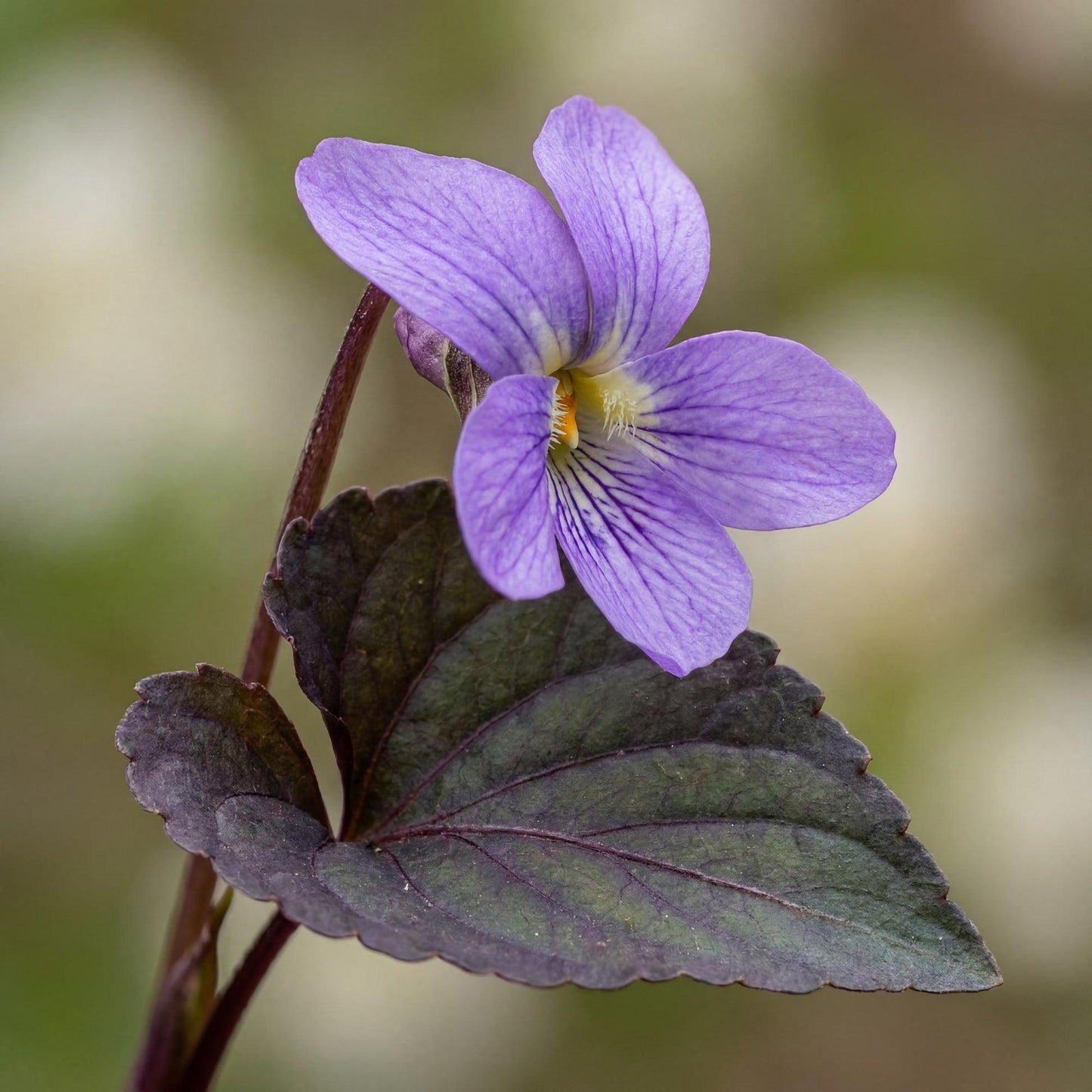 Viola Labradorica (Labrador Violet)