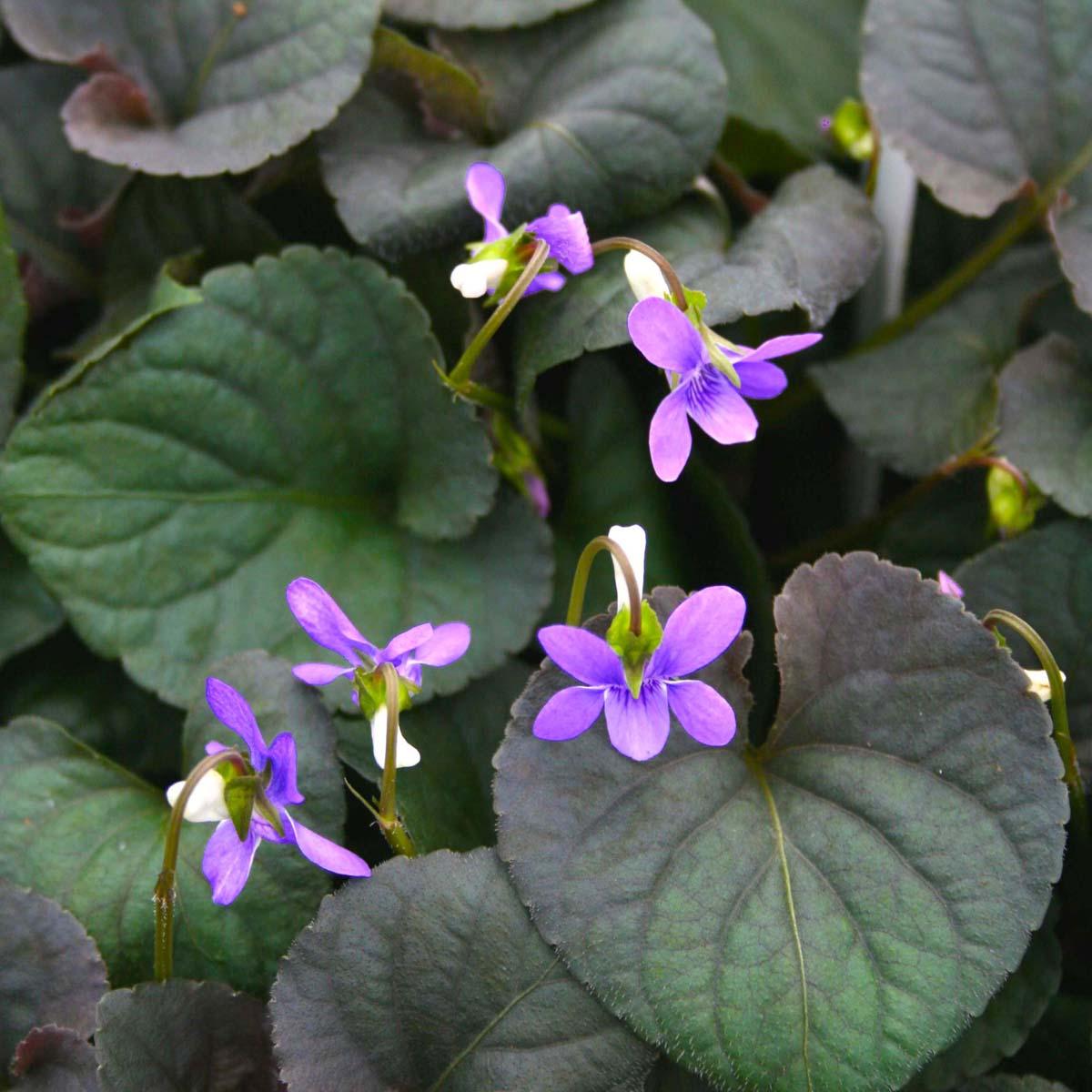Viola Labradorica (Labrador Violet)