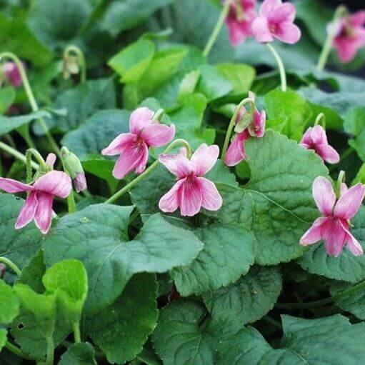 Viola Odorata ‘Pink’ (Pink Sweet Violet)