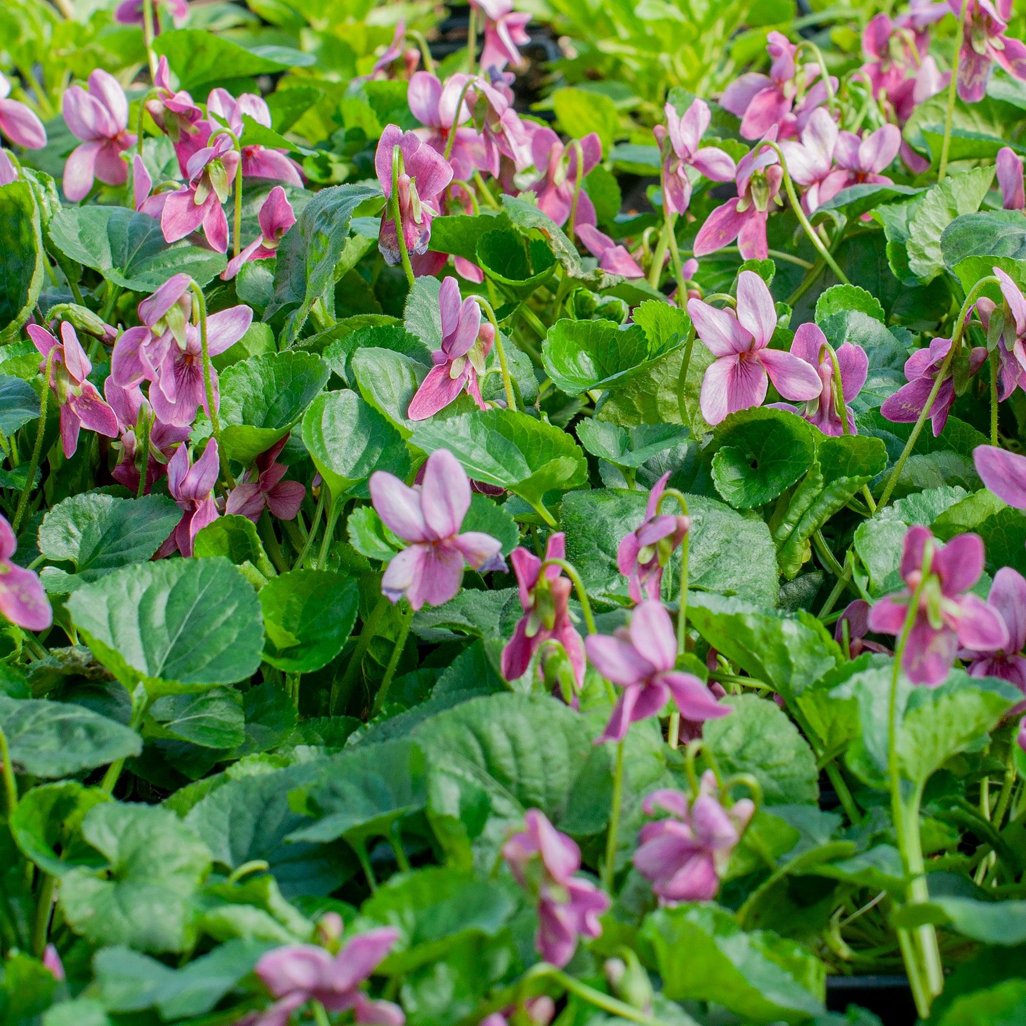 Viola Odorata ‘Pink’ (Pink Sweet Violet)