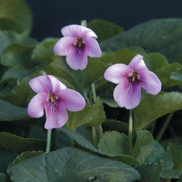 Viola Odorata ‘Pink’ (Pink Sweet Violet)
