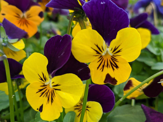 Viola Tricolor (Heartsease)