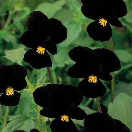 Viola Cornuta 'Sawyers Black' (Sawyers Black Viola)