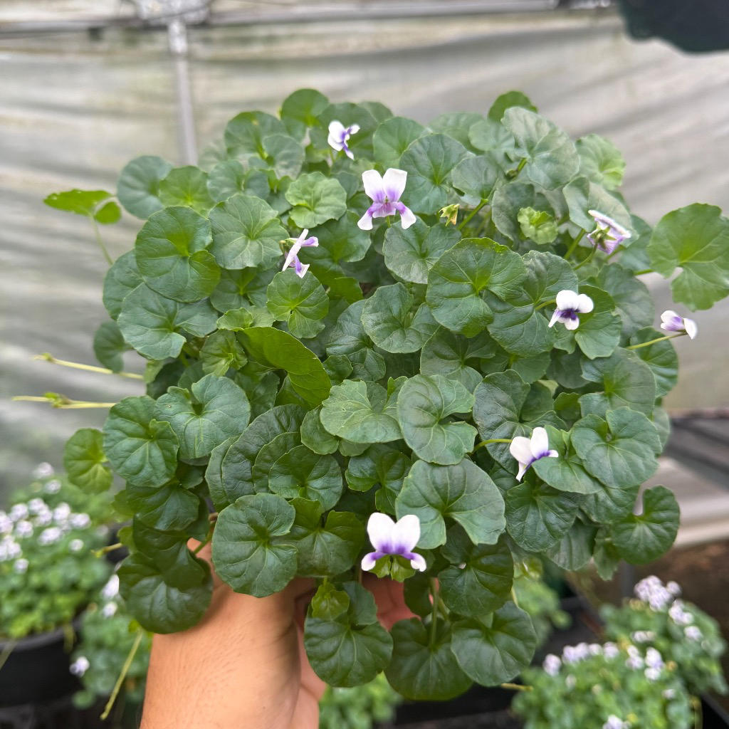 Viola Hederacea