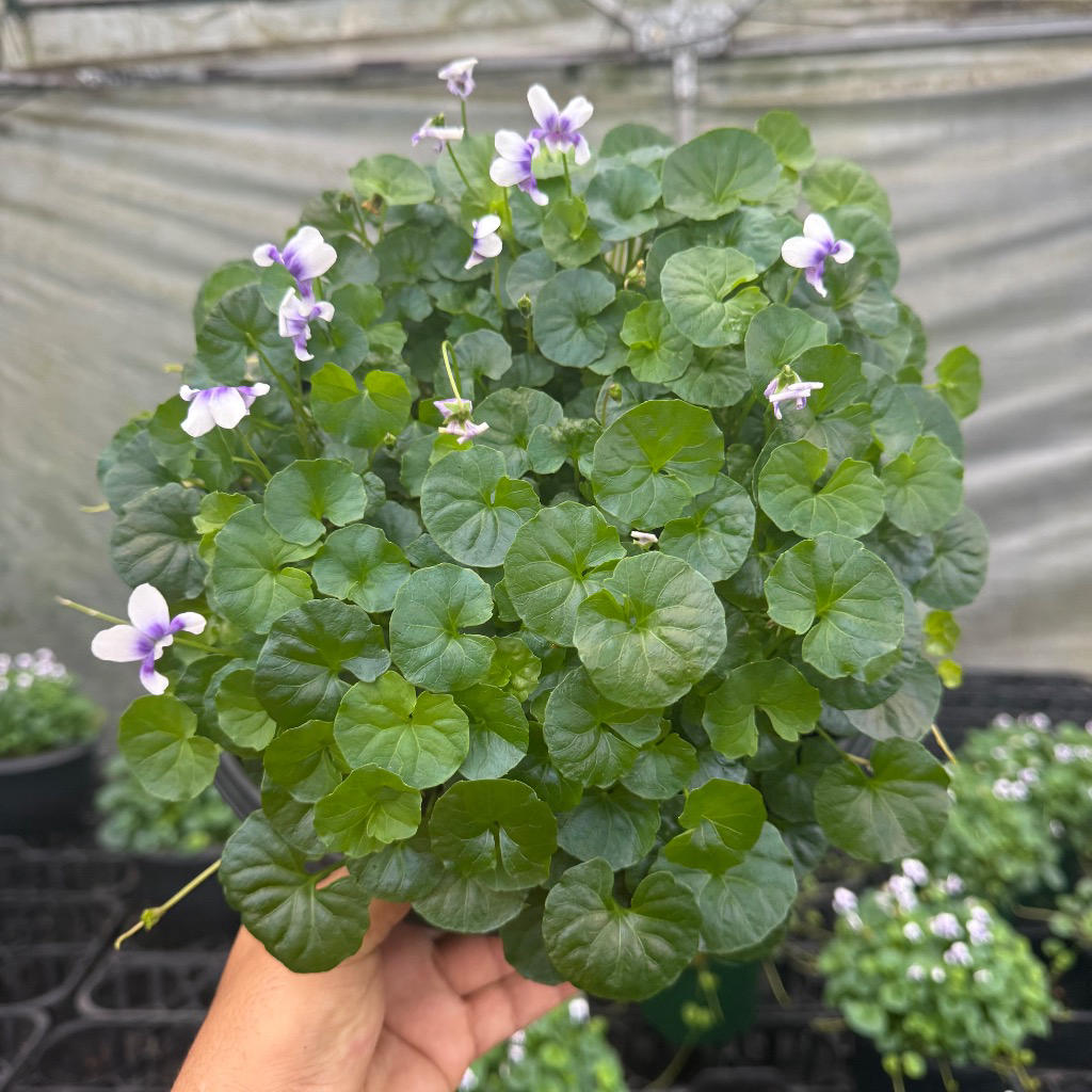 Viola Hederacea
