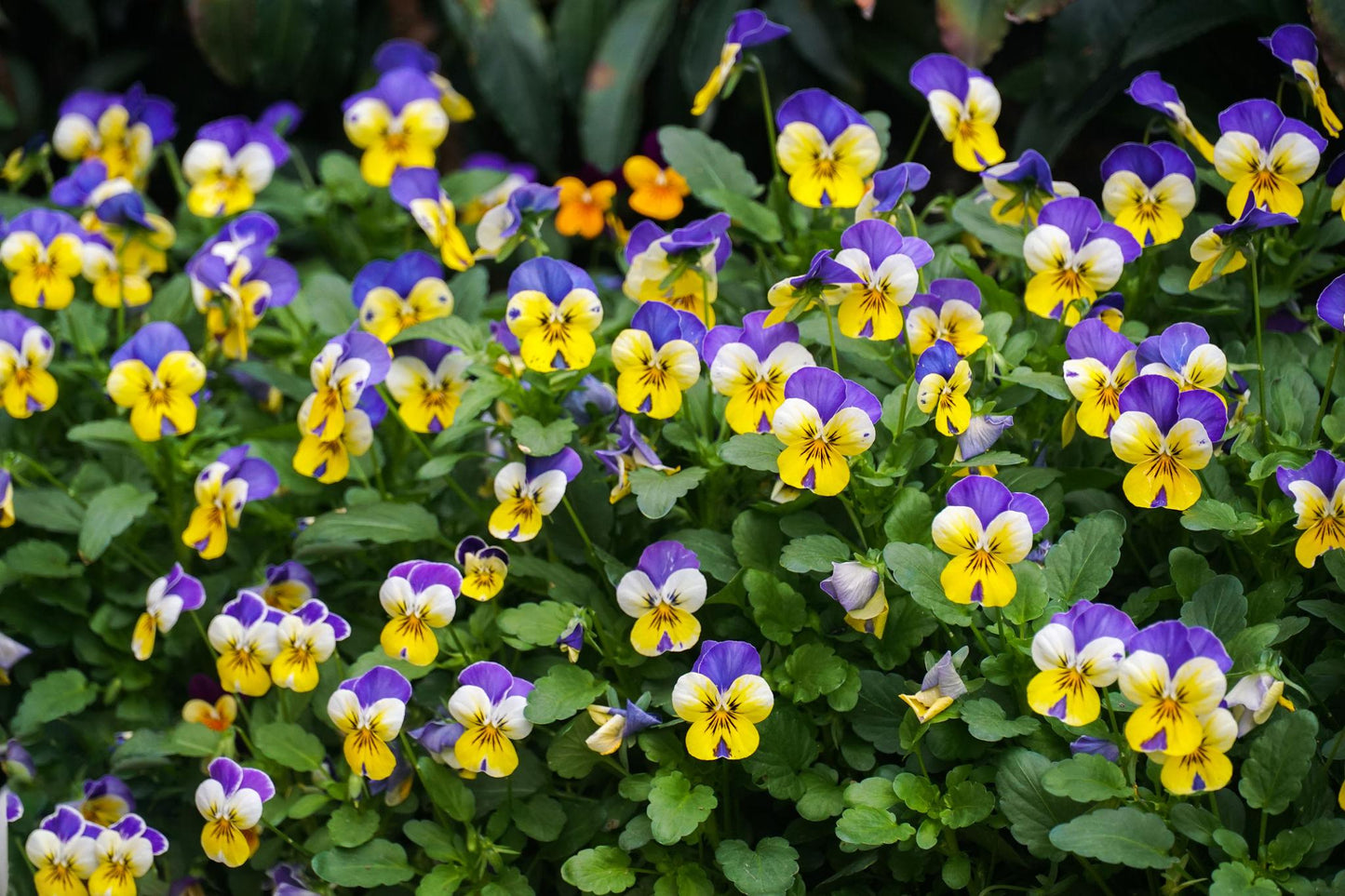 Viola × wittrockiana (Pansy Mix)