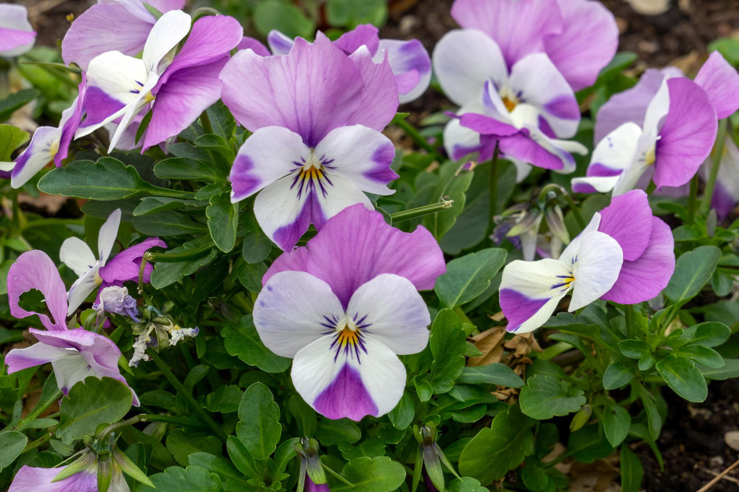 Viola × wittrockiana (Pansy Mix)