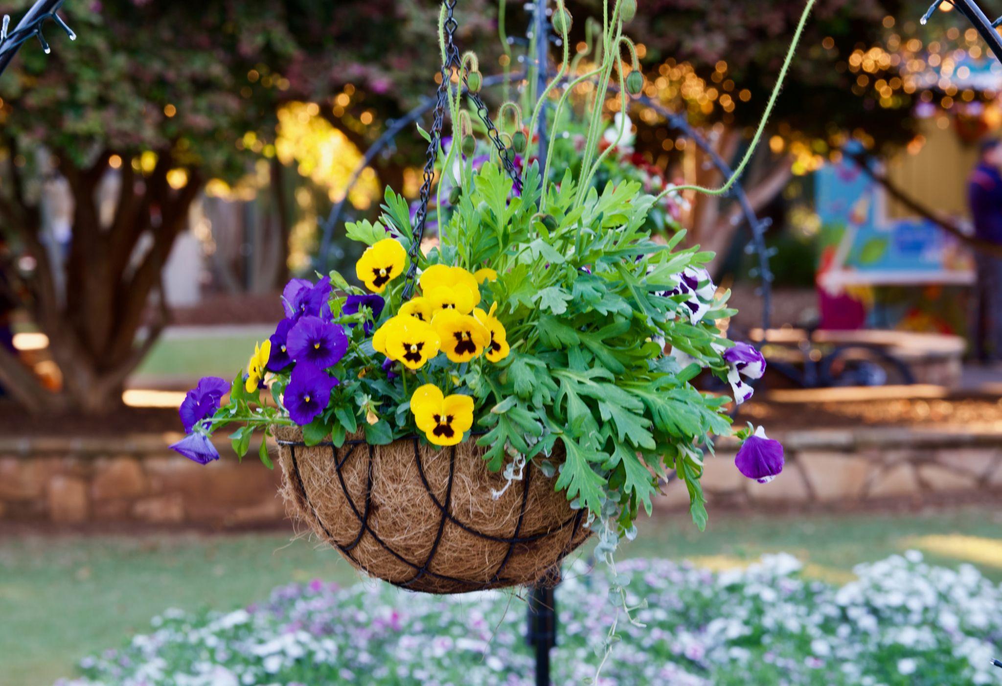 Viola × wittrockiana (Pansy Mix)