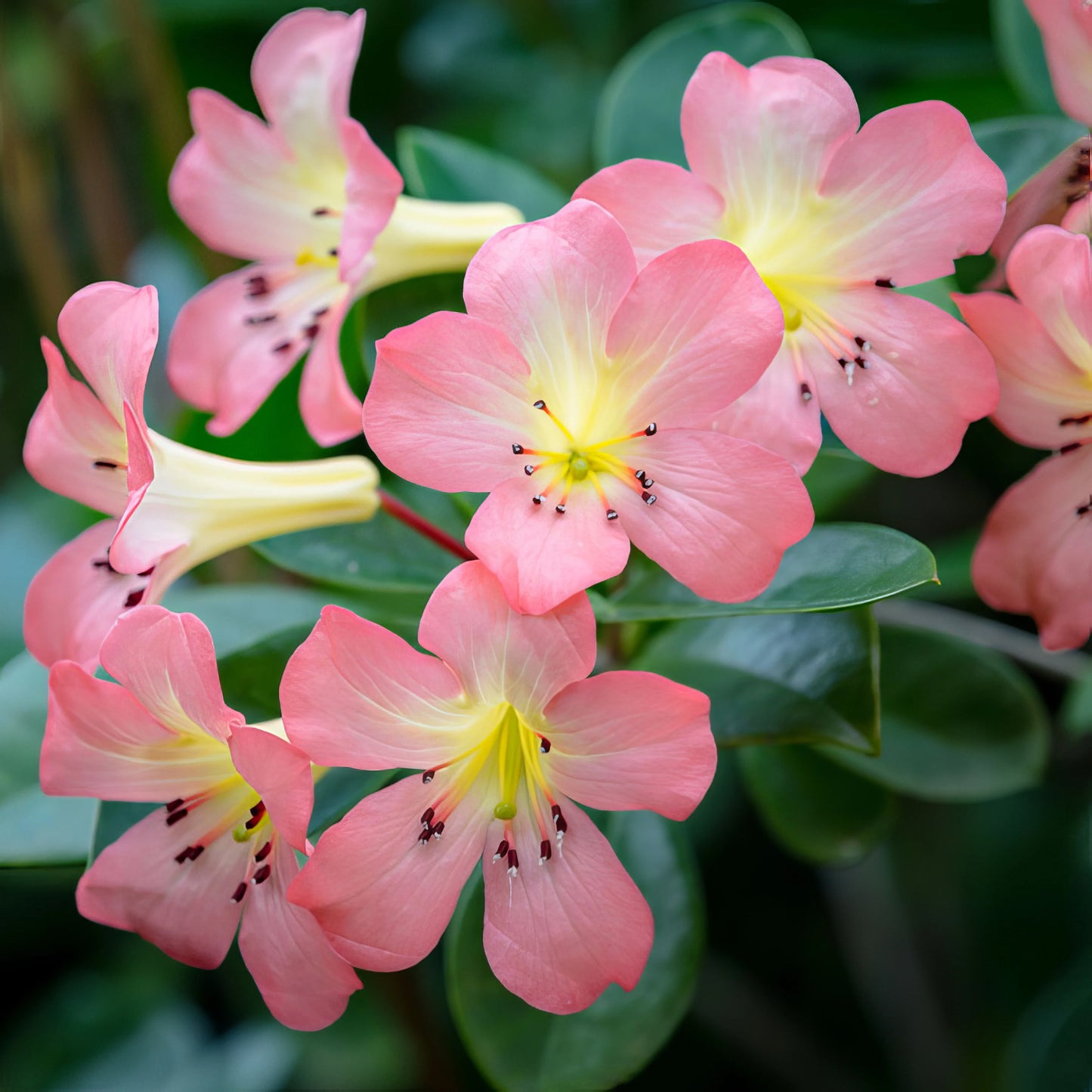 Rhododendron Vireya (Vireya Rhododendron)