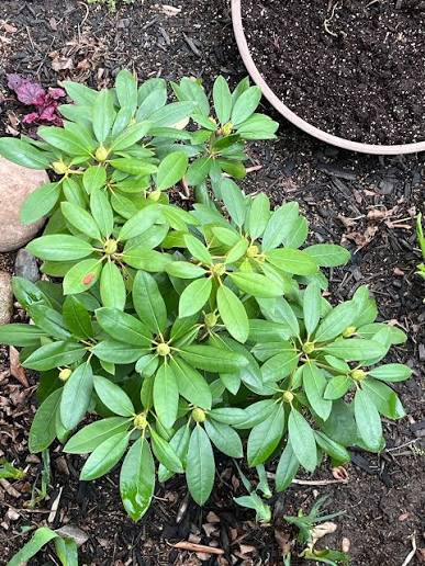 Rhododendron Vireya (Vireya Rhododendron)
