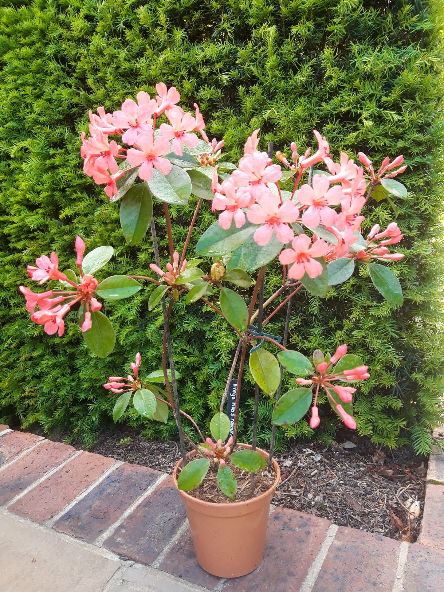 Rhododendron Vireya (Vireya Rhododendron)
