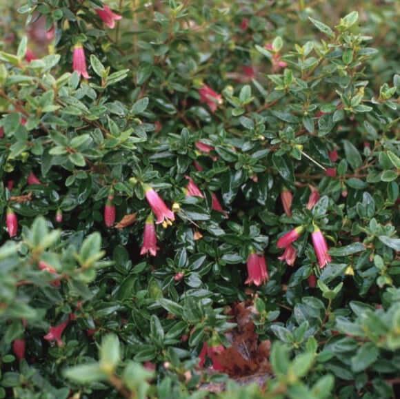 Correa ‘Dusky Bells’ (Dusky Bells Correa)