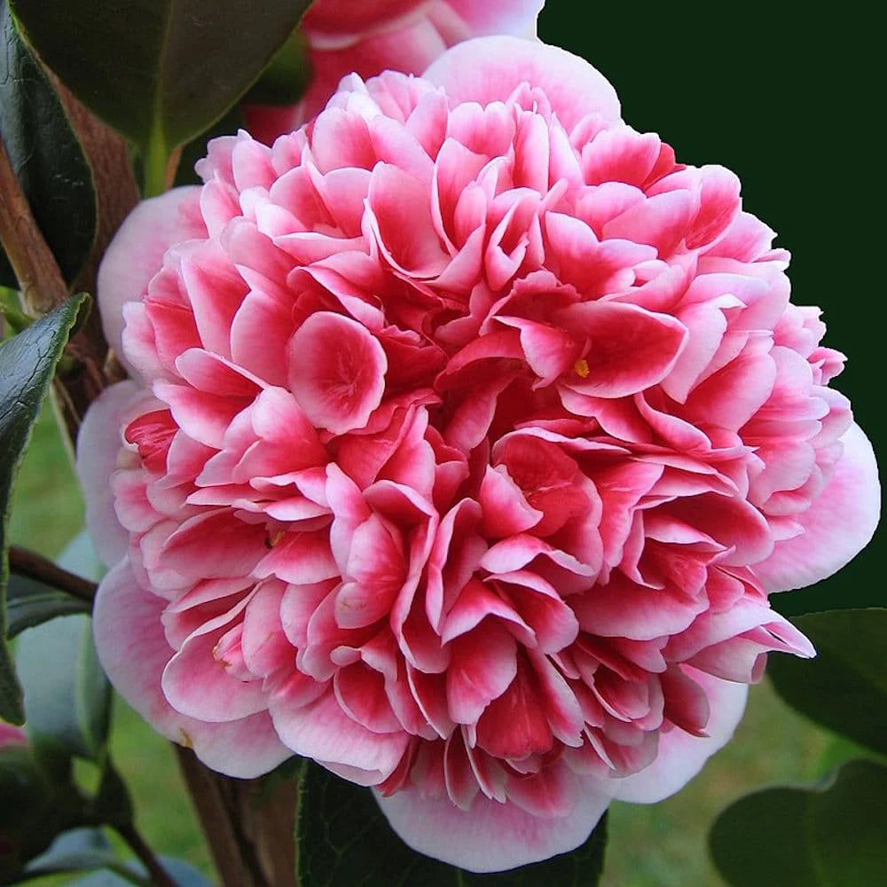 Camellia Japonica ‘Volunteer’ (Volunteer Camellia)