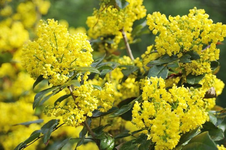 Mahonia aquifolium (Oregon Grape Holly)