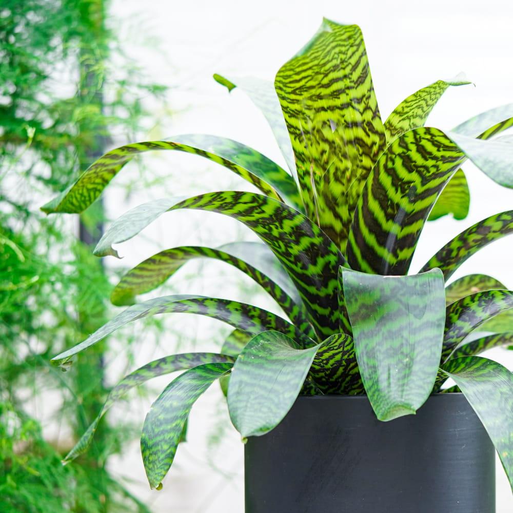 Vriesea Hieroglyphica (King Of Bromeliads)