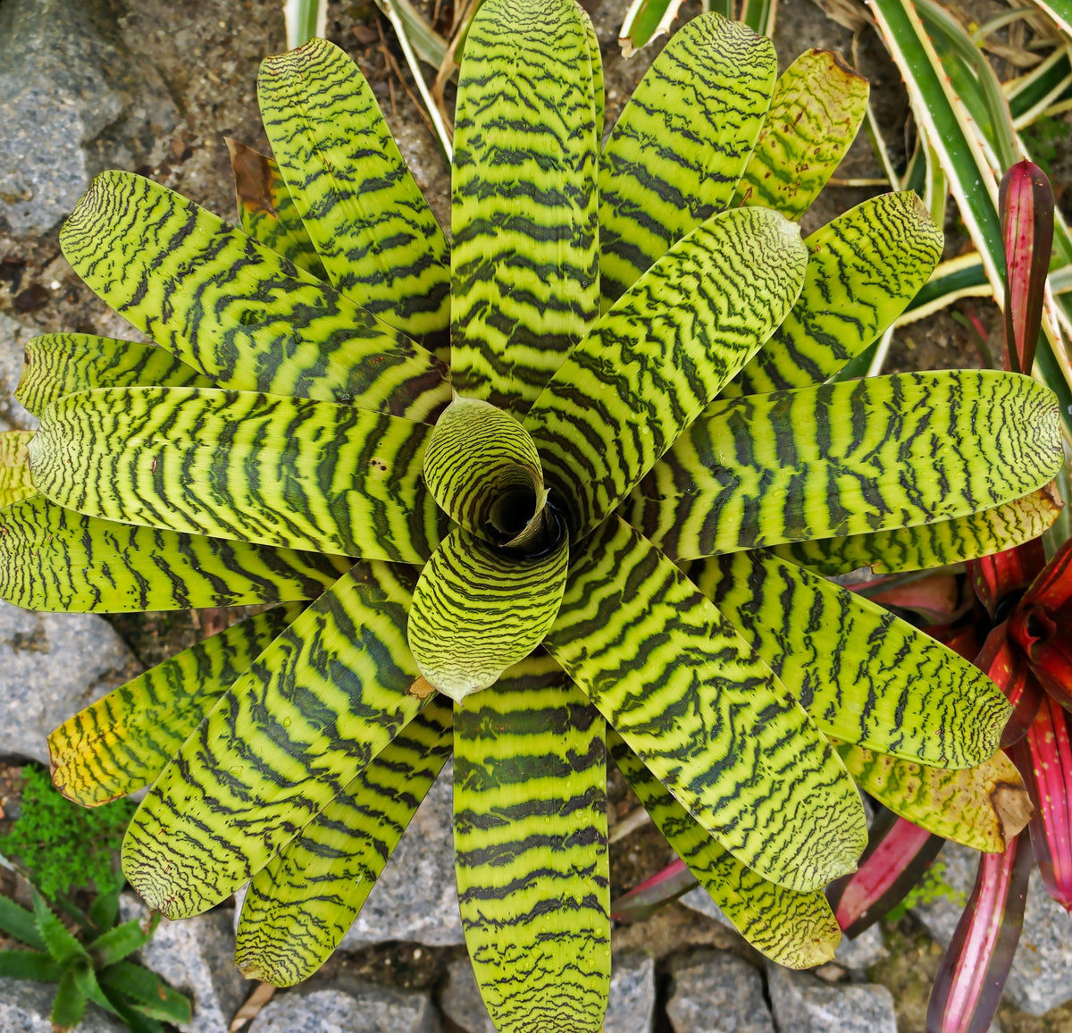 Vriesea Hieroglyphica (King Of Bromeliads)