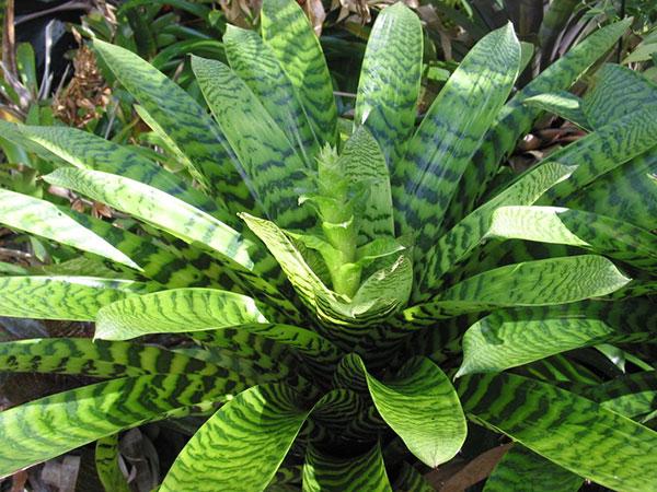 Vriesea Hieroglyphica (King Of Bromeliads)