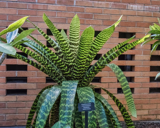 Vriesea Hieroglyphica (King Of Bromeliads)