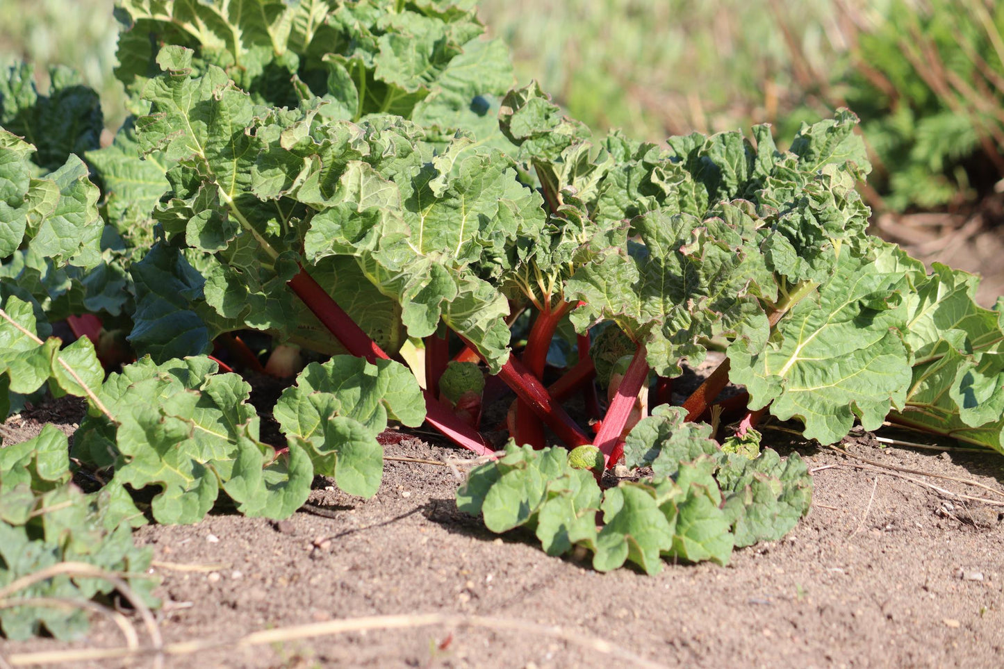 Rheum Rhabarbarum ‘Crimson Crumble’ (Crimson Crumble Rhubarb)