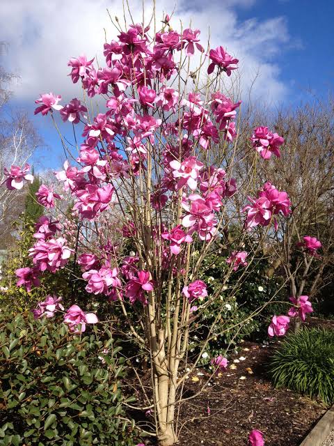 Magnolia × soulangeana ‘Vulcan’ (Grafted Magnolia)
