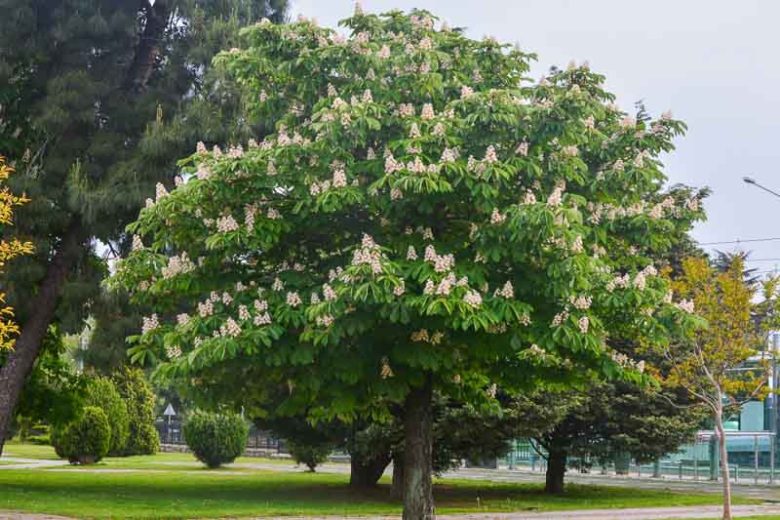 Aesculus hippocastanum (Horse Chestnut)