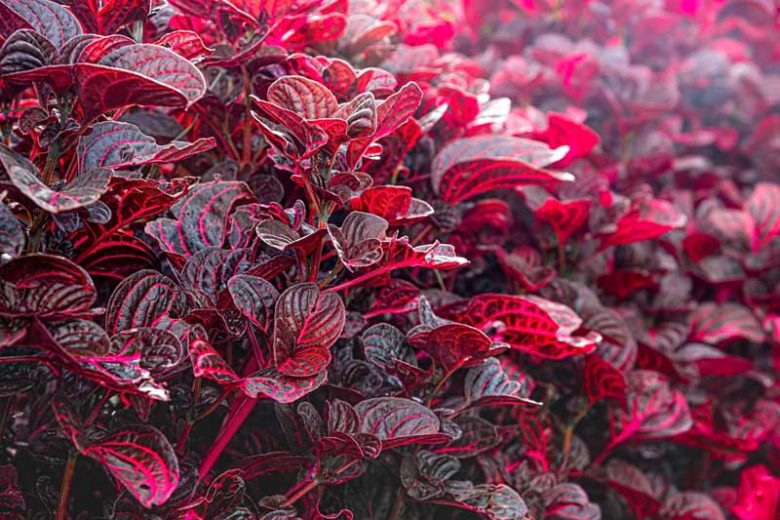 Iresine herbstii (Bloodleaf / Beefsteak Plant)
