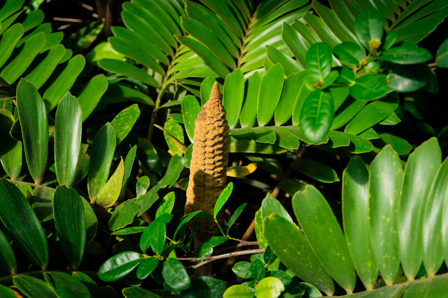 Zamia Furfuracea (Cardboard Palm)