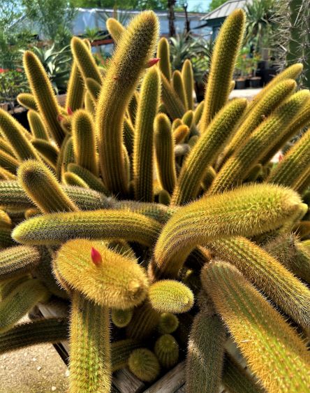 Cleistocactus Winteri (Golden Rat Tail Cactus)