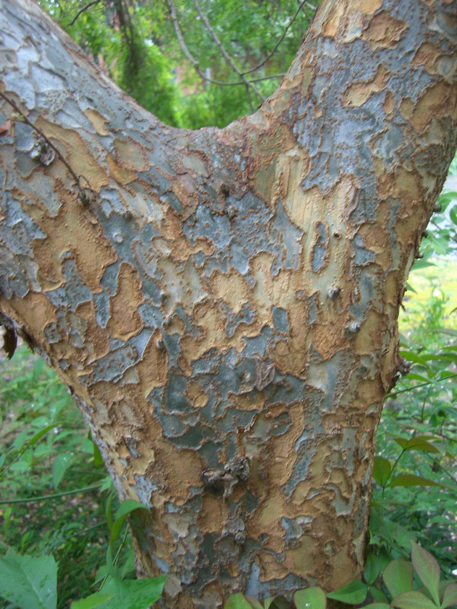 Ulmus parvifolia ‘Murray’s Form’ (Murray’s Chinese Elm)
