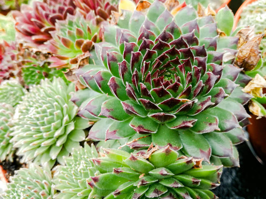Succulents Assorted (Mixed Succulent Collection)