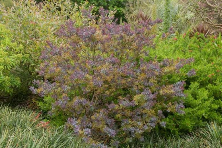 Acacia Baileyana Purpurea (Purple Cootamundra Wattle)