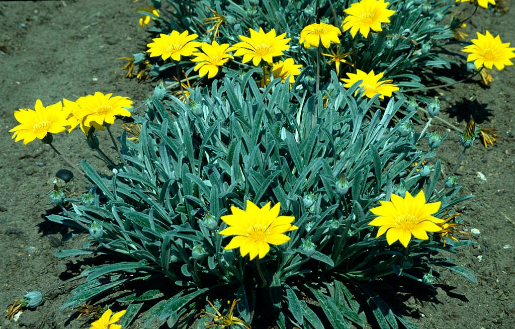 Gazania Rigens ‘Yellow’ (Yellow Gazania)