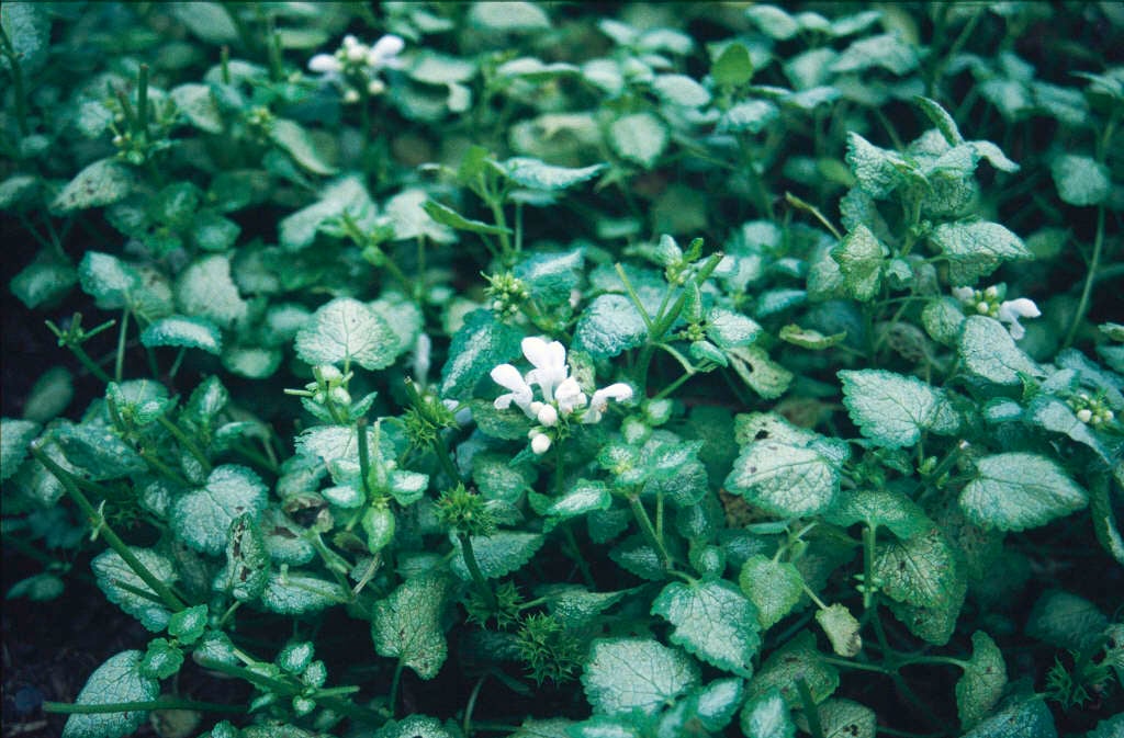 Lamium maculatum (White Nancy)