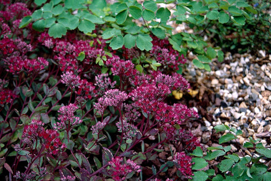 Sedum ‘Ruby Glow’ (Ruby Glow Stonecrop)