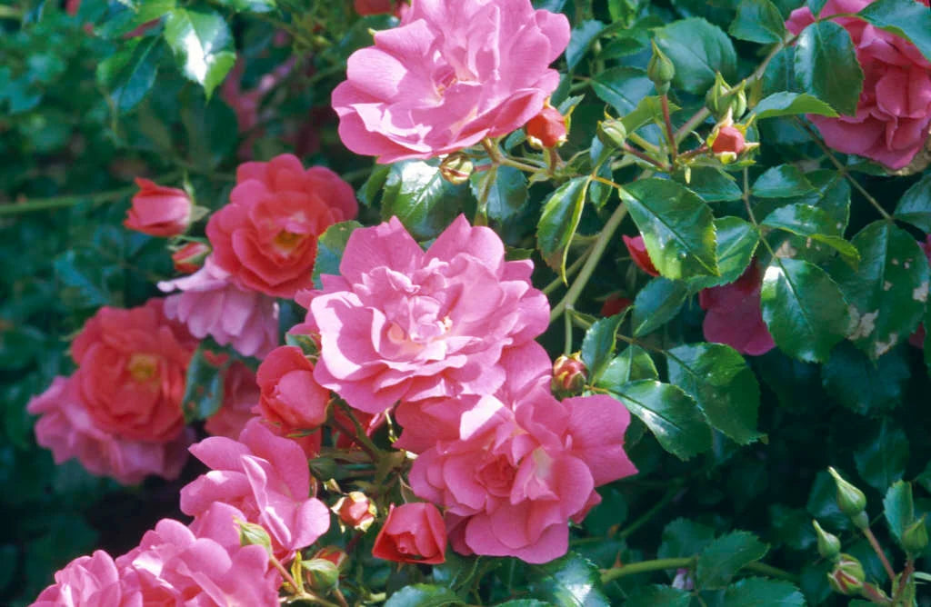 Rosa Flower Carpet Pink (Procumbent Rose)
