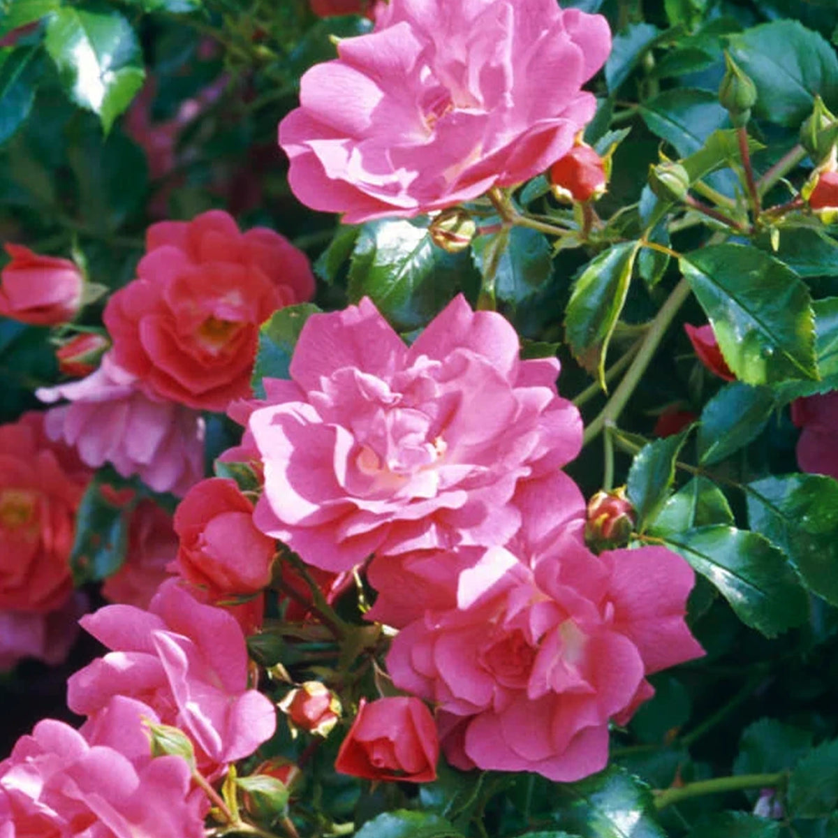 Rosa 'Flower Carpet Pink' (Flower Carpet Rose)
