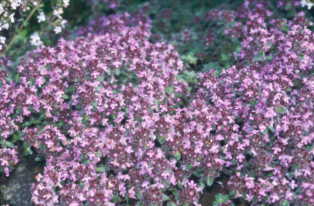 Thymus serpyllum ‘Pink Chintz’ (Pink Thyme)