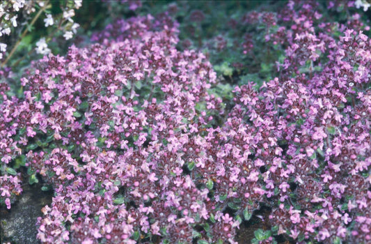 Thymus serpyllum ‘Pink Chintz’ (Pink Thyme)